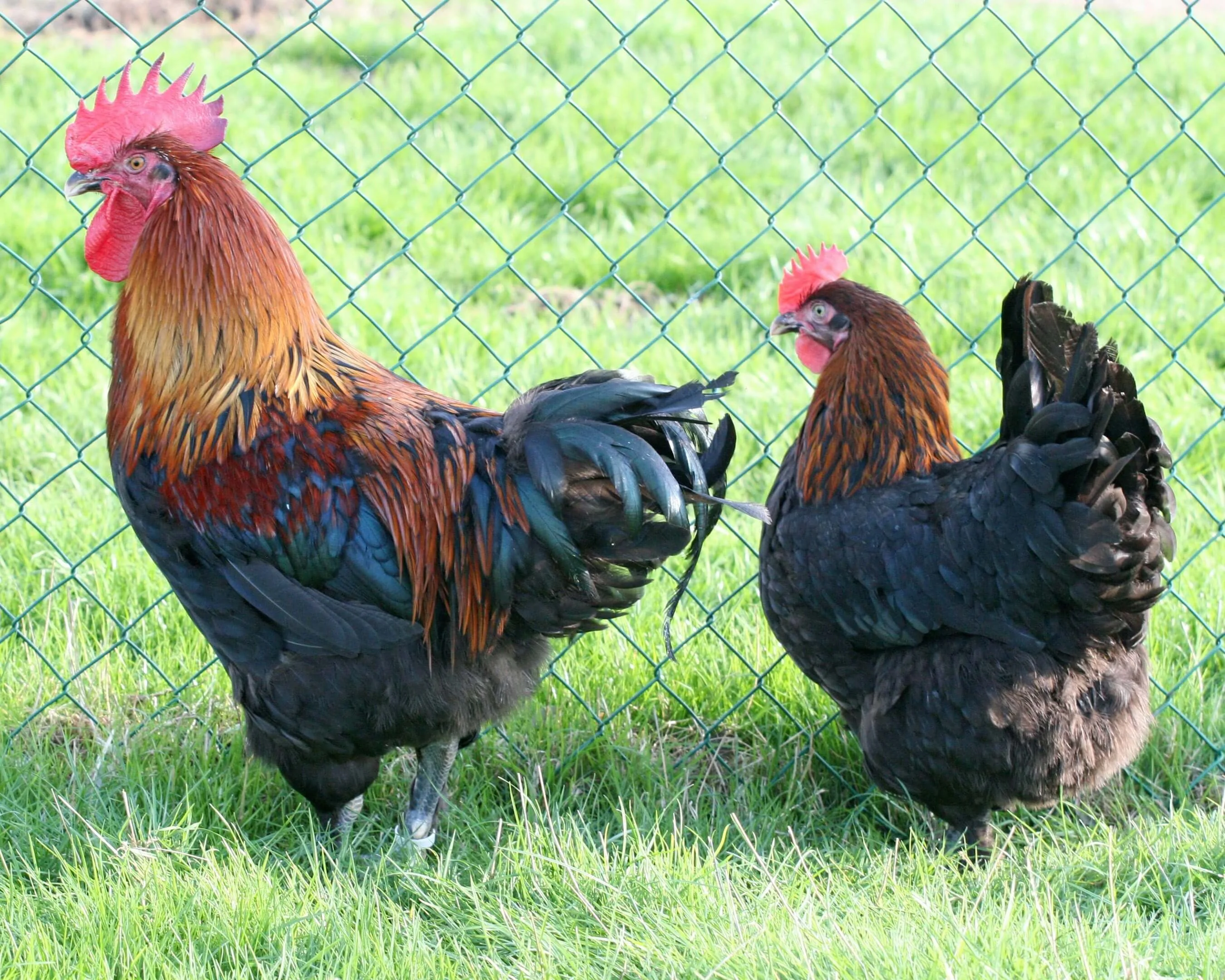 marans noire camail cuivre coq poule de race grande elevage vente